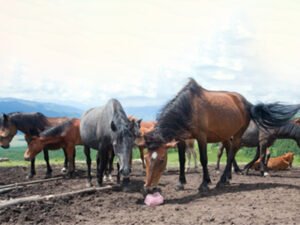 Horse for Himalayan animal salt and livestock salt products